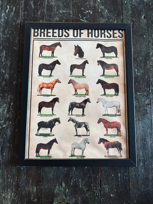 Breeds of Horses Canvas