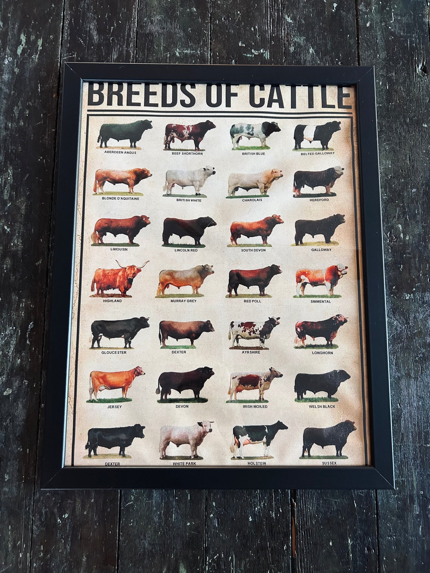 Breeds of Cattle Canvas