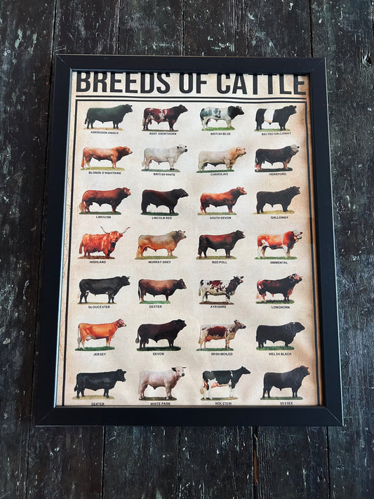 Breeds of Cattle Canvas